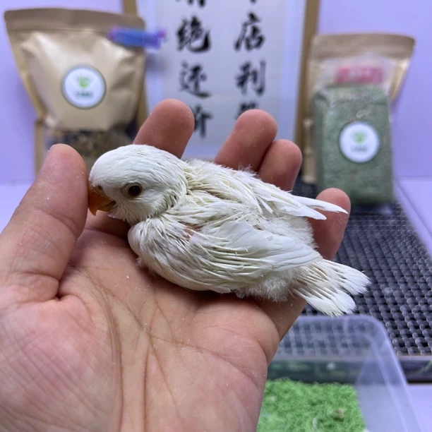 牡丹鹦鹉-精品白华乐母I07058