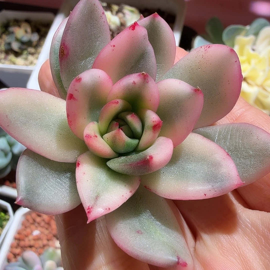 东云锦，多肉植物。