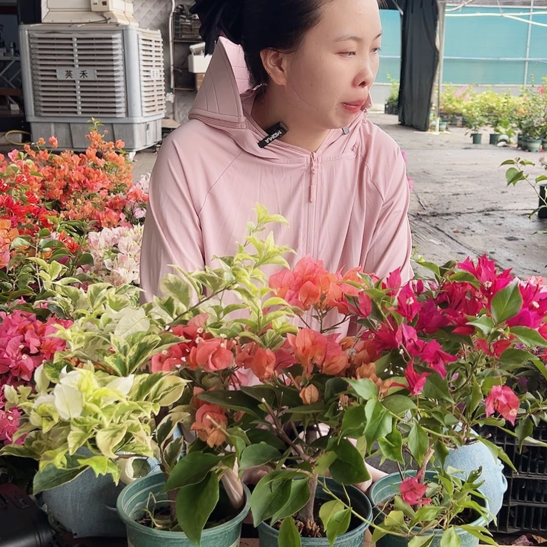 大部分花苞少量开放银河，波妹，紫桑巴组合