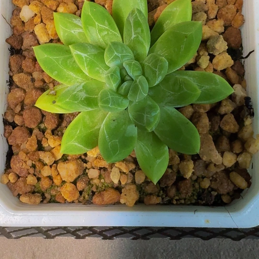 水晶萝莉 单头 一物一拍