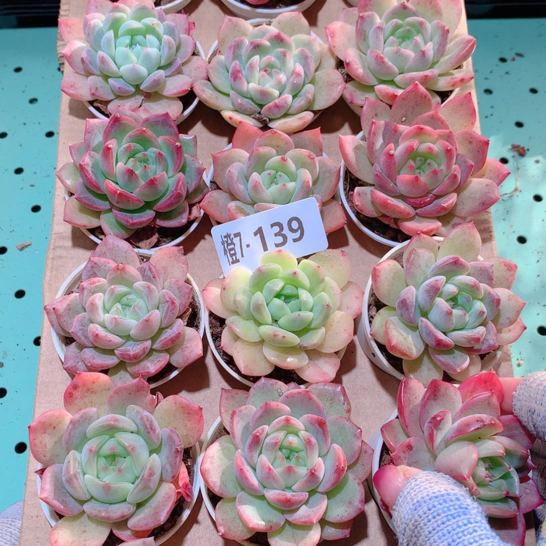 7-139一物一拍多肉带盆18颗