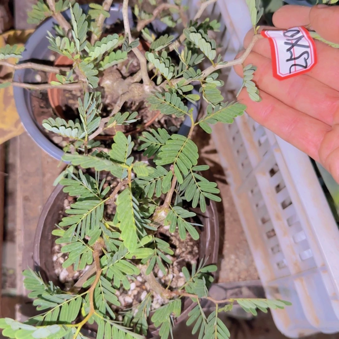块根植物块根植物块根