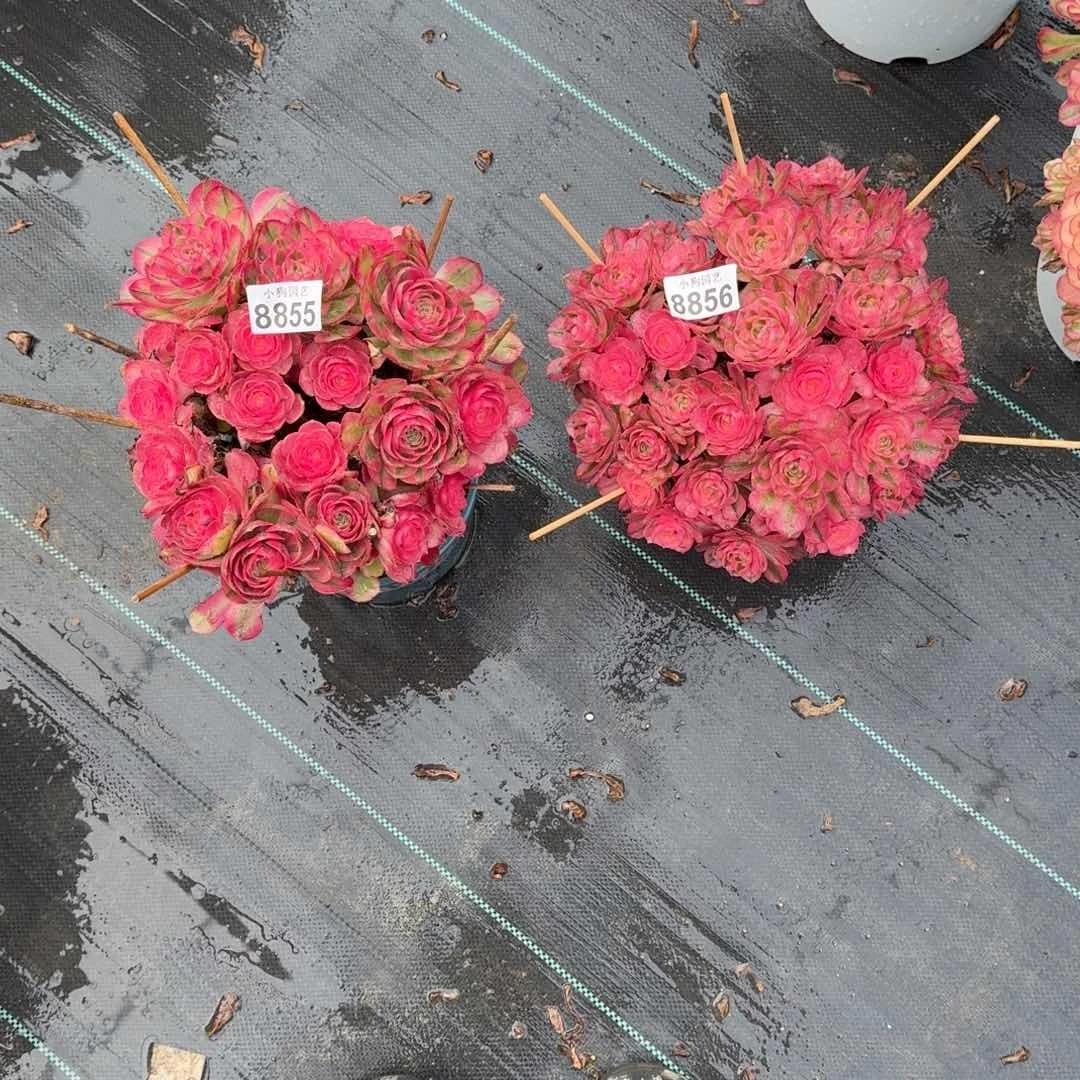 泽*荔枝多肉植物8855+8856