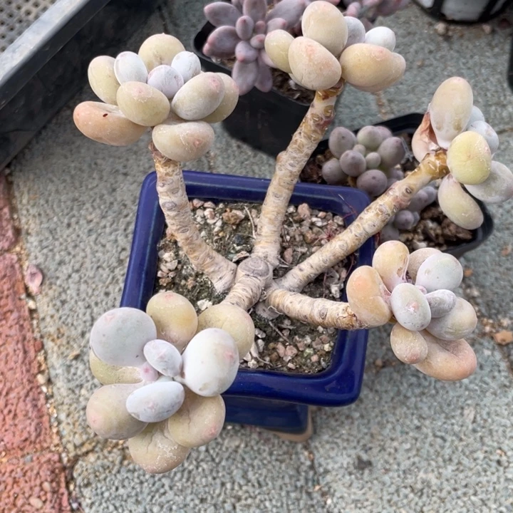 蛋黄奶酪多肉植物