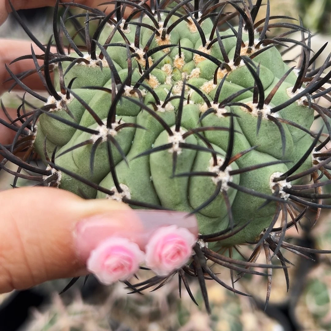 黑曜有根仙人球6666666