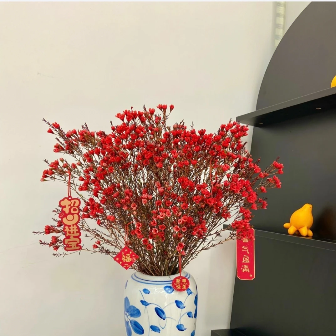 年宵花澳洲腊梅鲜花