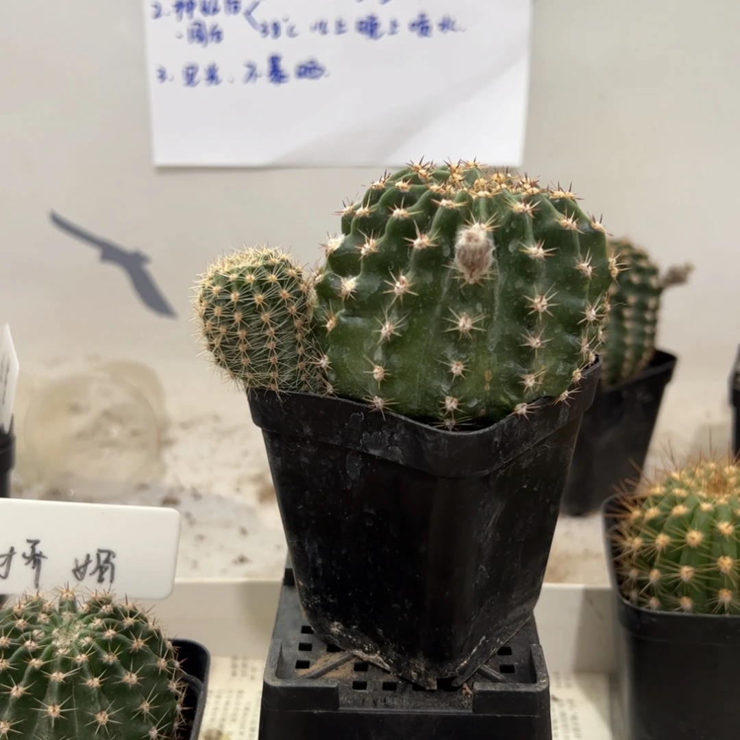 彩草娇媚带崽20元有根