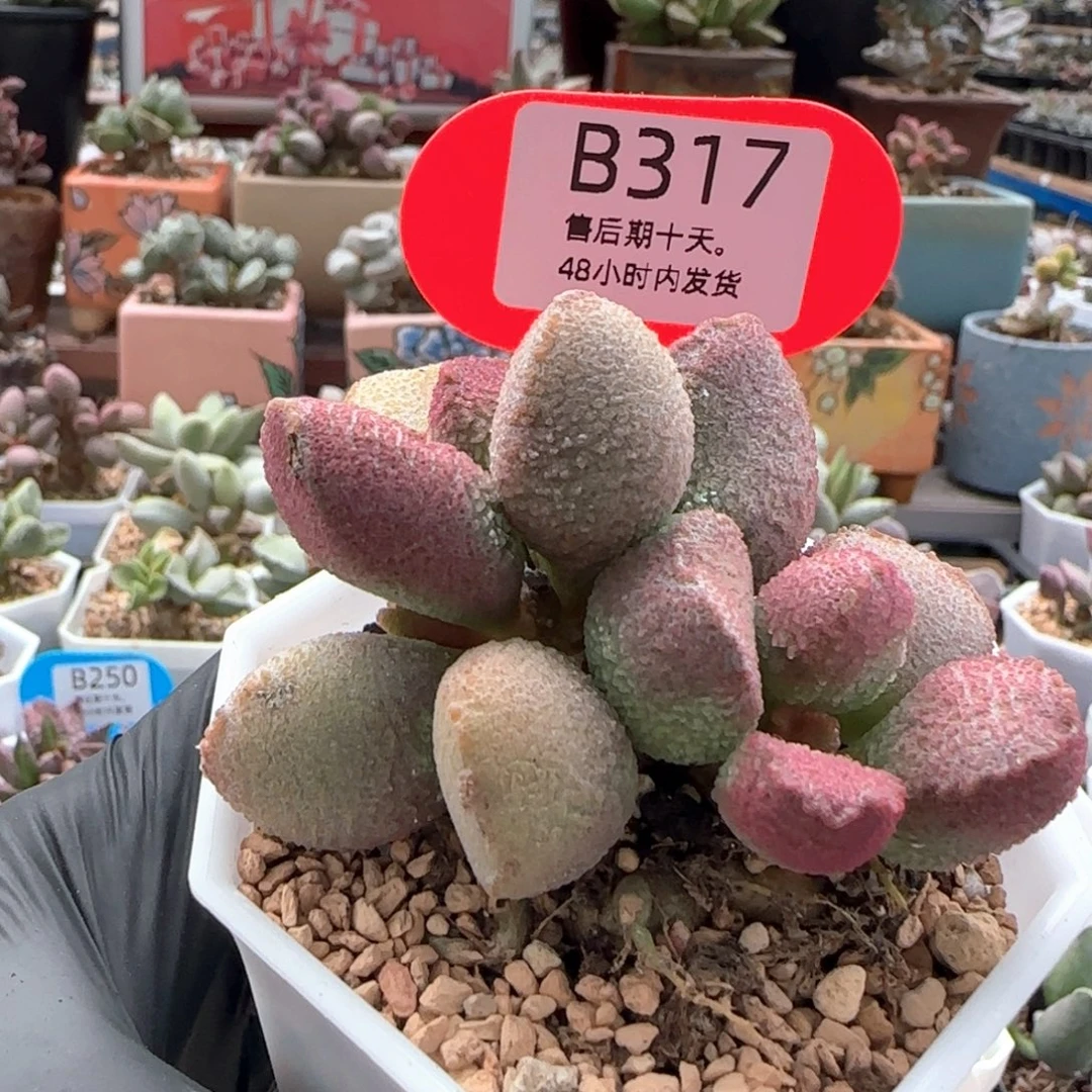 喵***逗福利。    317。