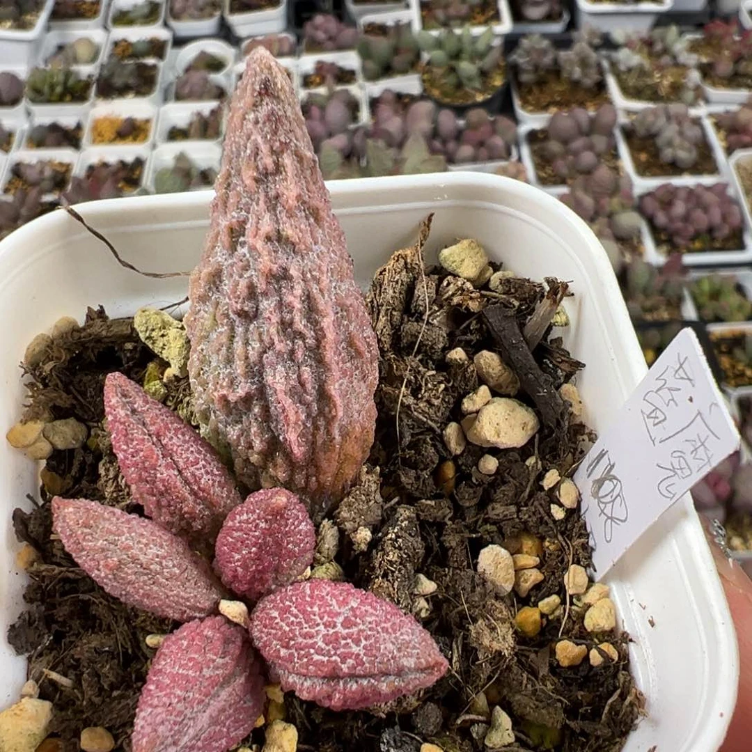 蓝魔大苗多肉植物水泡