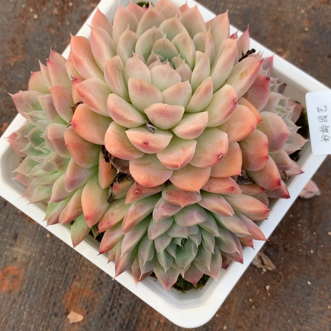 7051杂交多肉植物