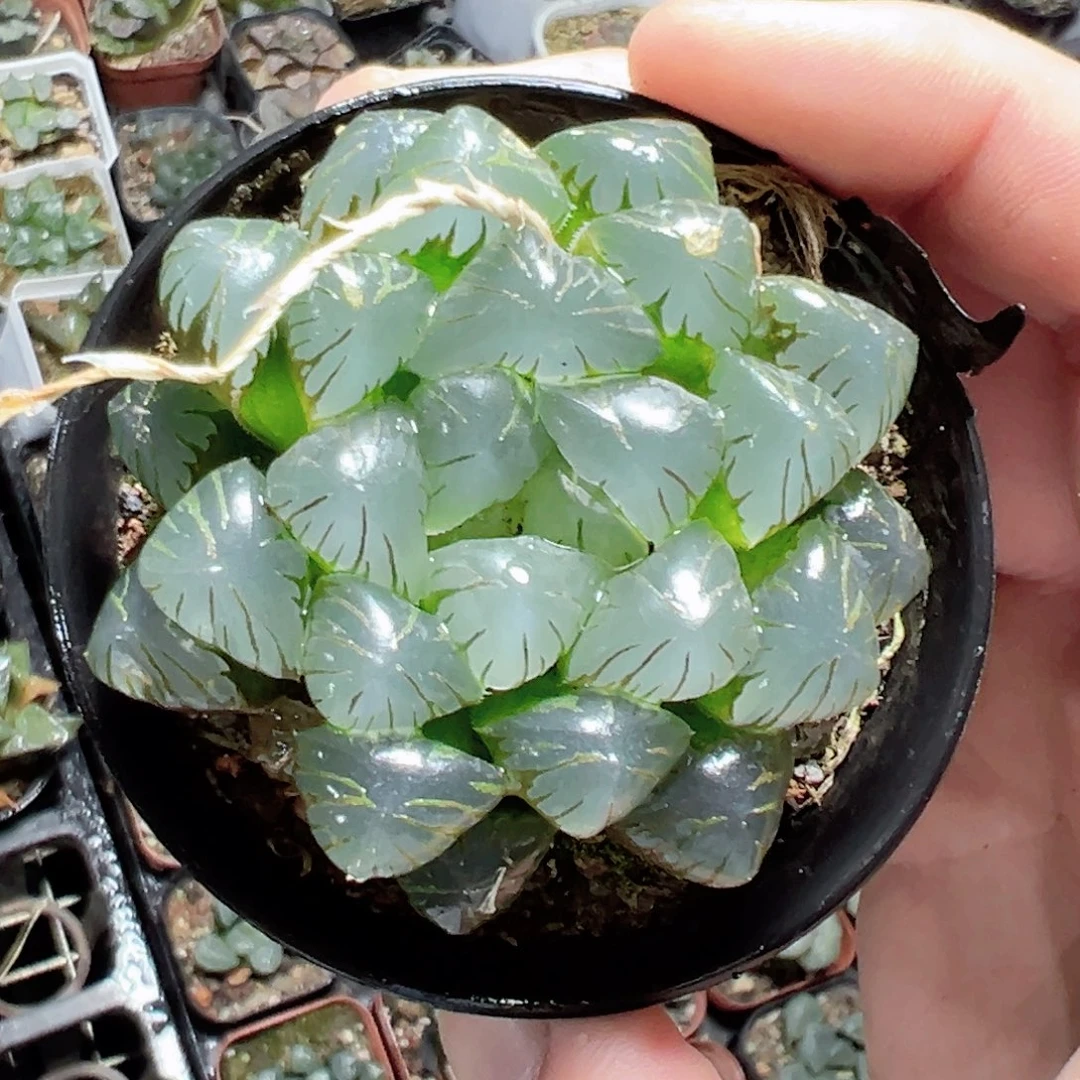 一**尘3170多肉植物一颗