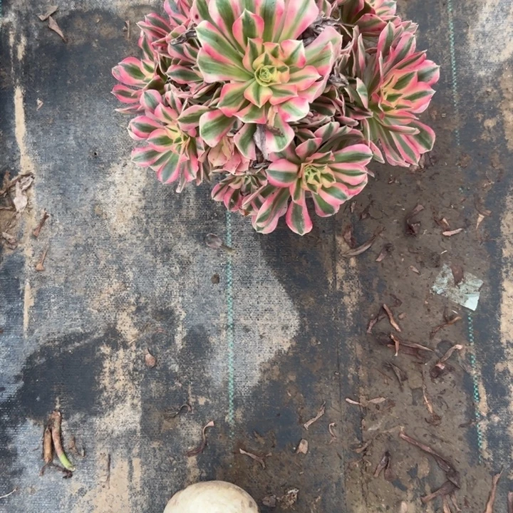 不包侧枝一物一拍9