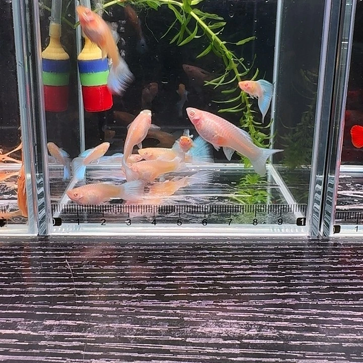 孔雀鱼蓝白8➕2条备损福利