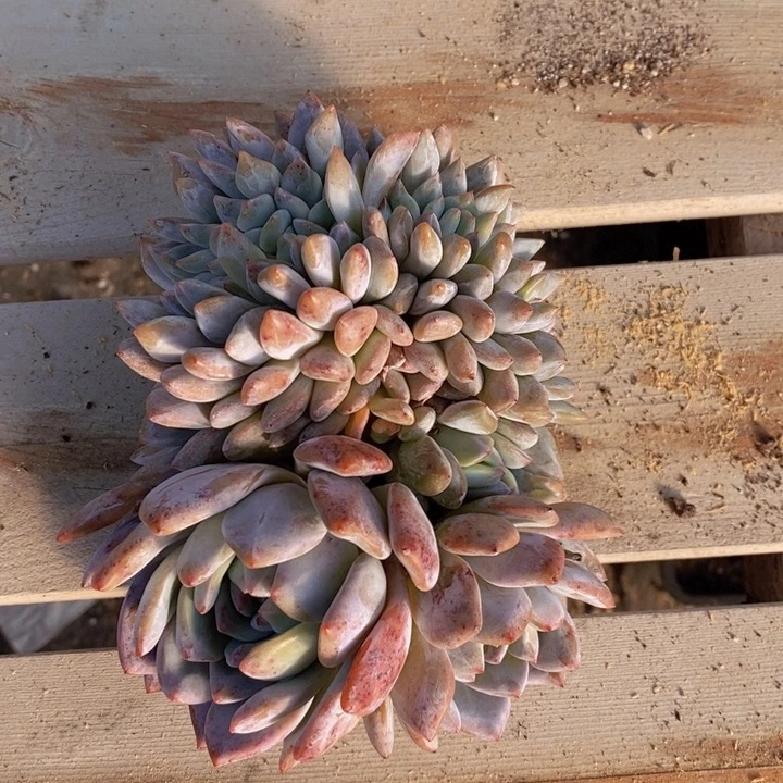 石榴紫叶插缀，有瑕疵。