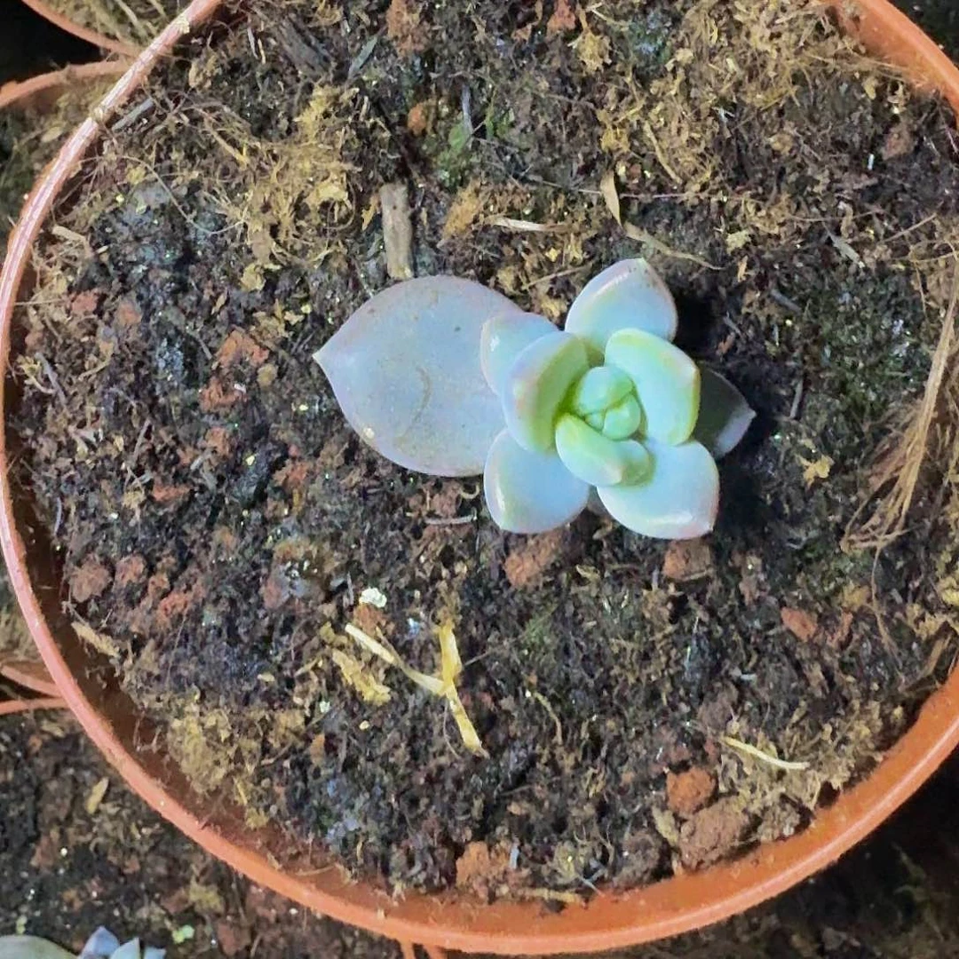 邀月 单头 一物一拍