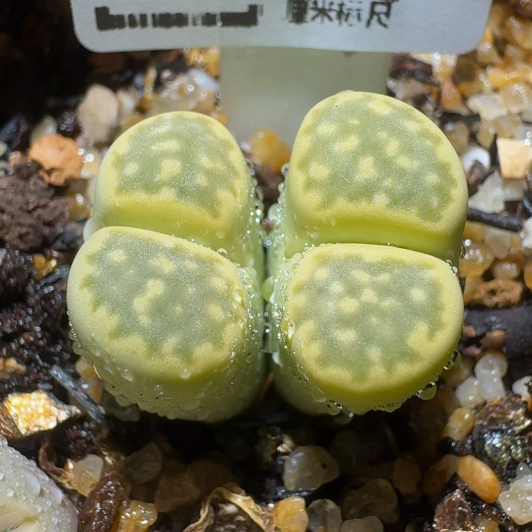 绝绝绝子生石花3050