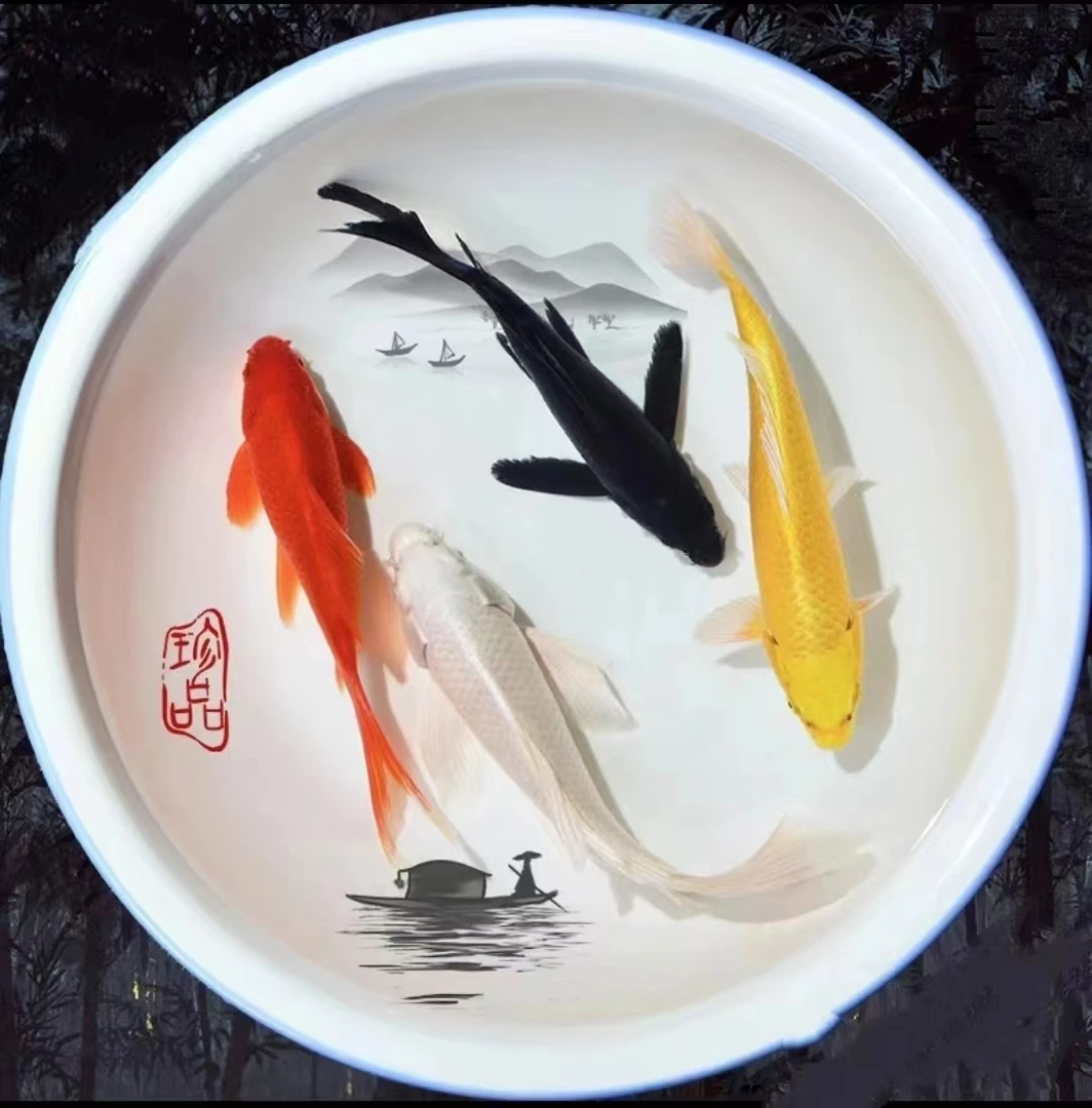 1号-100号一物一拍 锦鲤、蝴蝶鲤、黑白黄金、冷水鱼淡水鱼、渔场直发