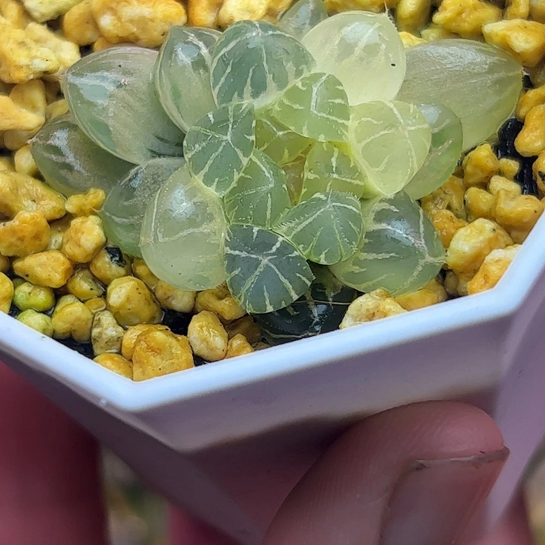 糊斑霏桃锦十二卷多肉植物