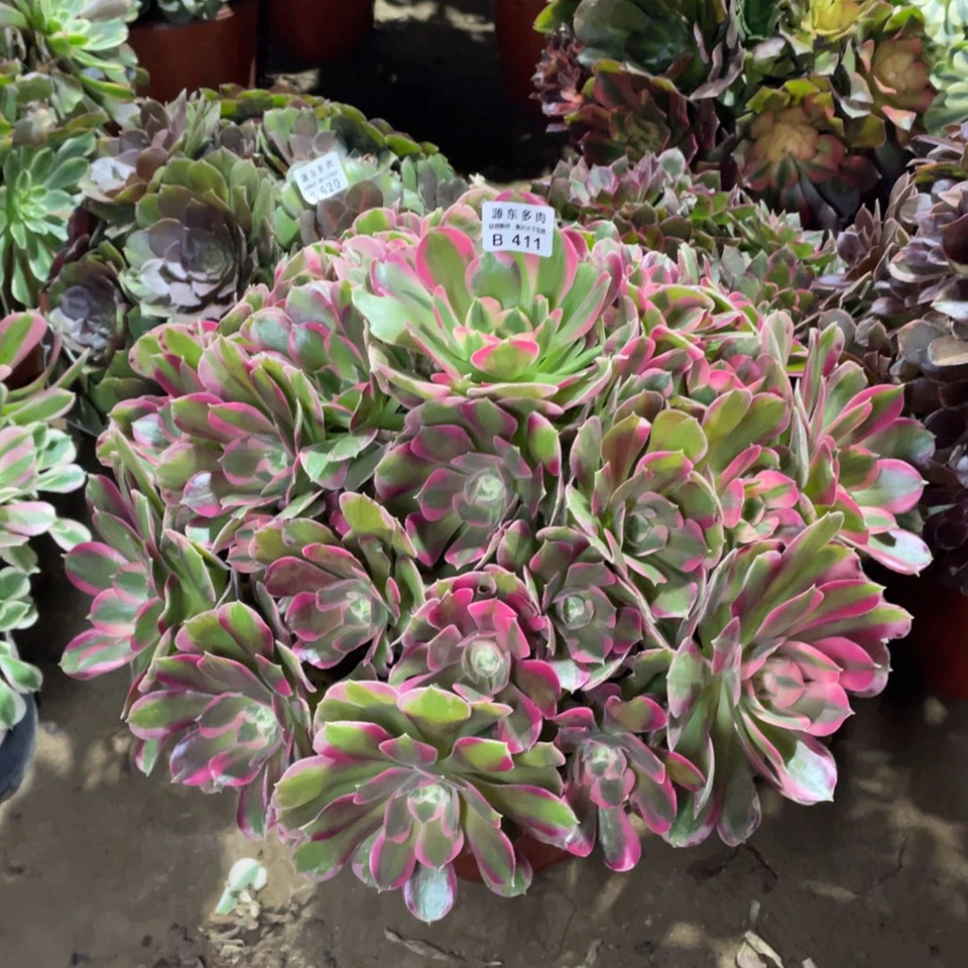 411七彩石多肉法师断枝不包