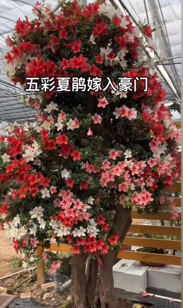 老桩杜鹃 园林绿化造景树