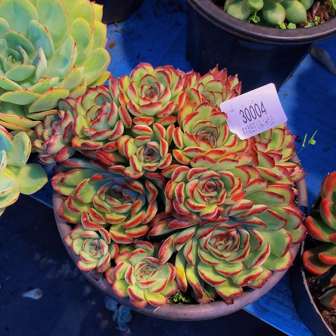 用***5     肉酱玫瑰多肉30004