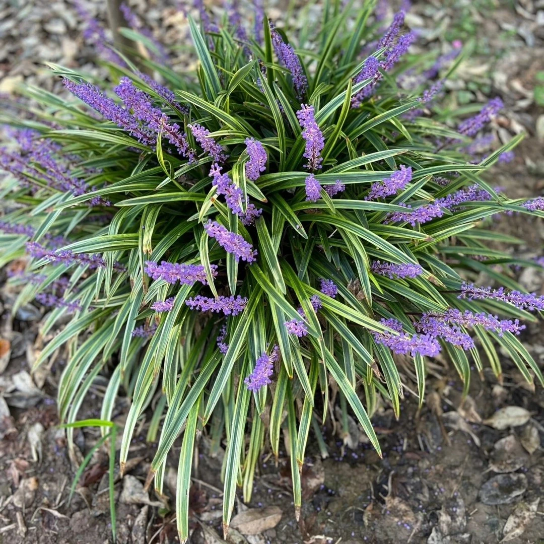 金边麦冬草紫花庭院别墅室外绿化四季常青耐寒耐阴地被植物沿阶