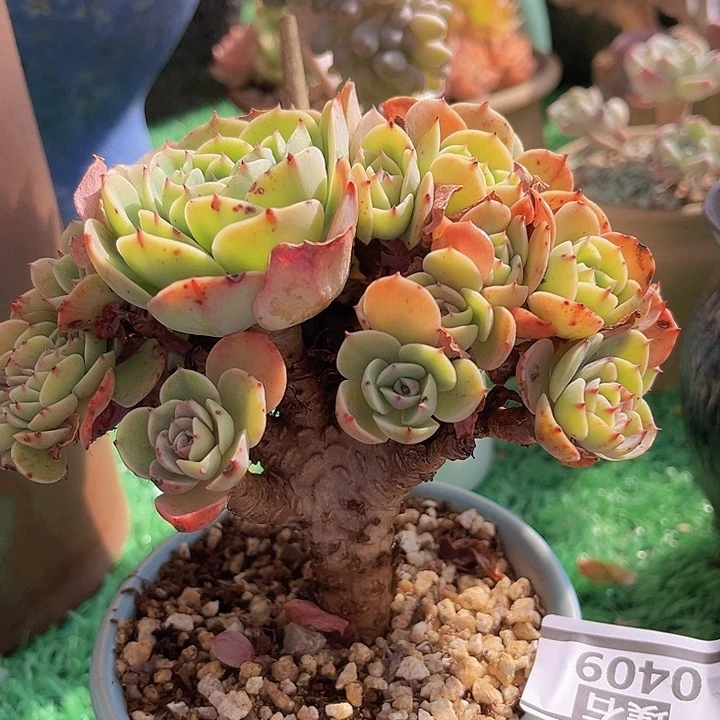 埃斯梅拉达朵朵缀0409