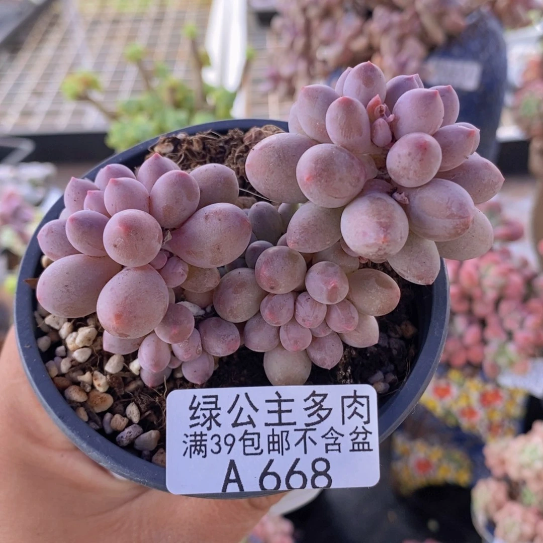 手指奶8cm668多肉植物