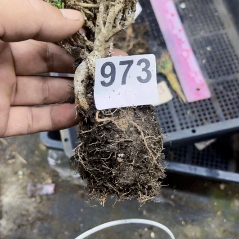 9姬红小松一物一图如图