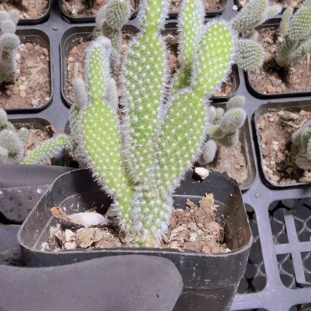 精品米奇多肉植物