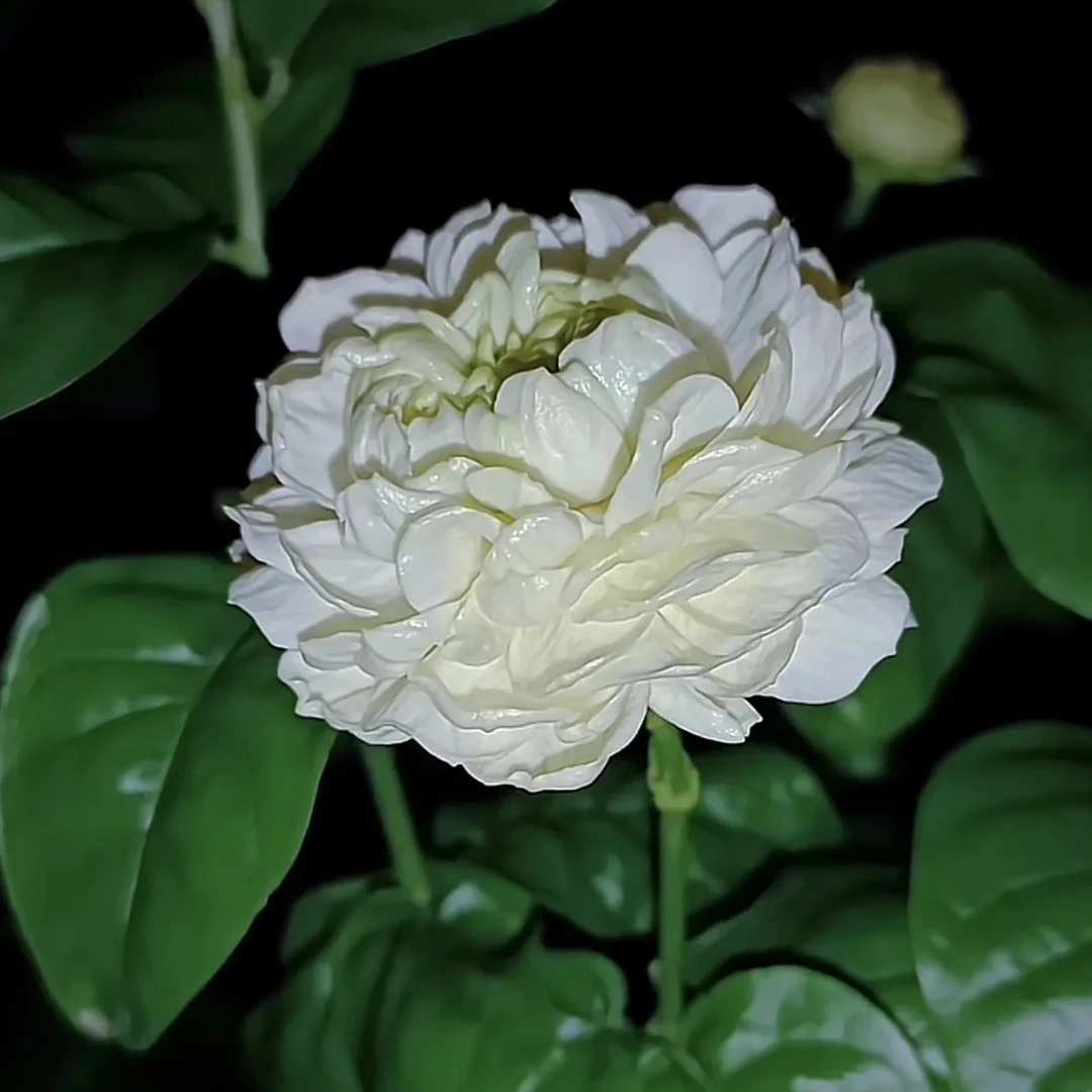 三叶轮生虎头茉莉多重瓣虎头茉莉盆栽开花浓香带花苞室内外好养
