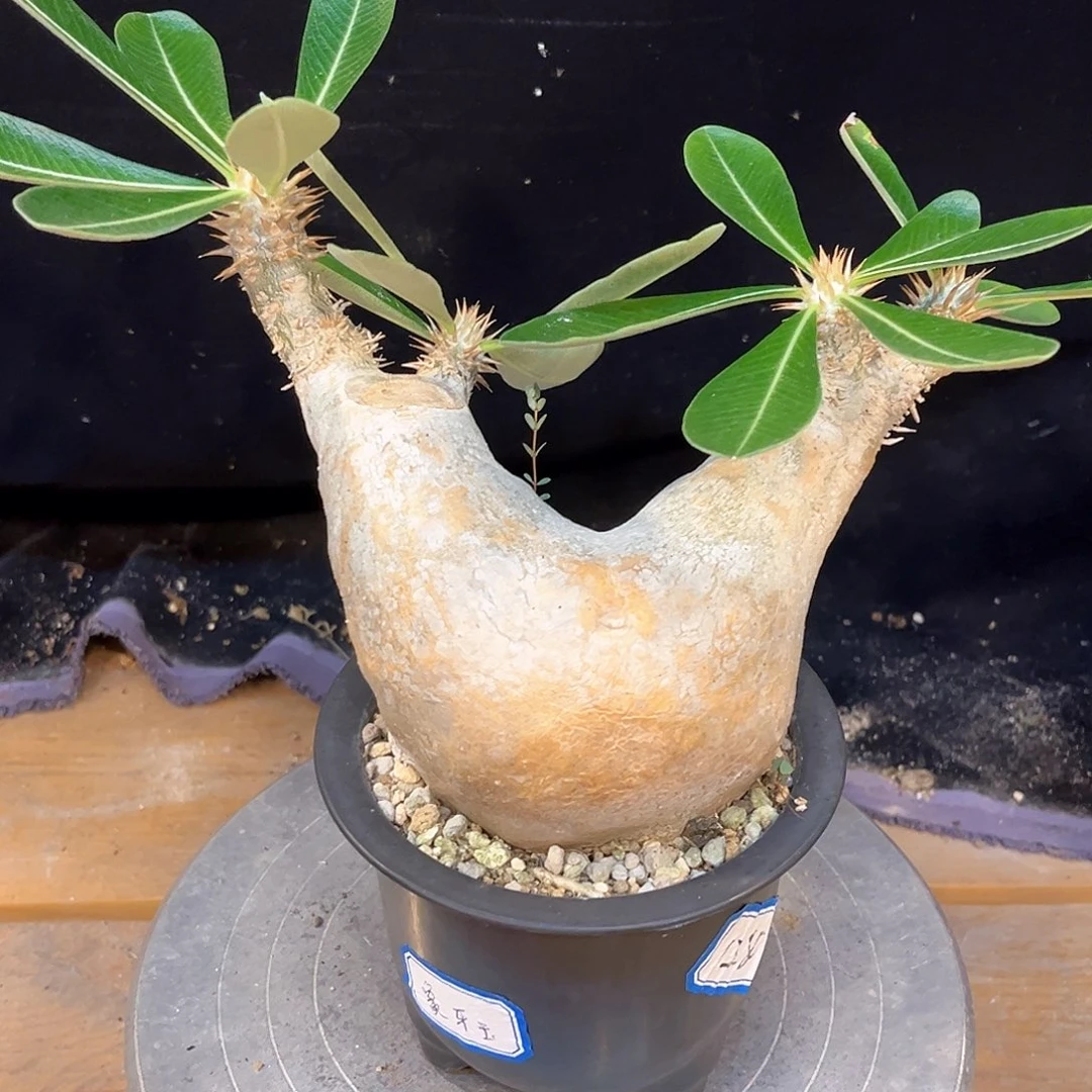 潮流植物产地象牙玉，10.8公分