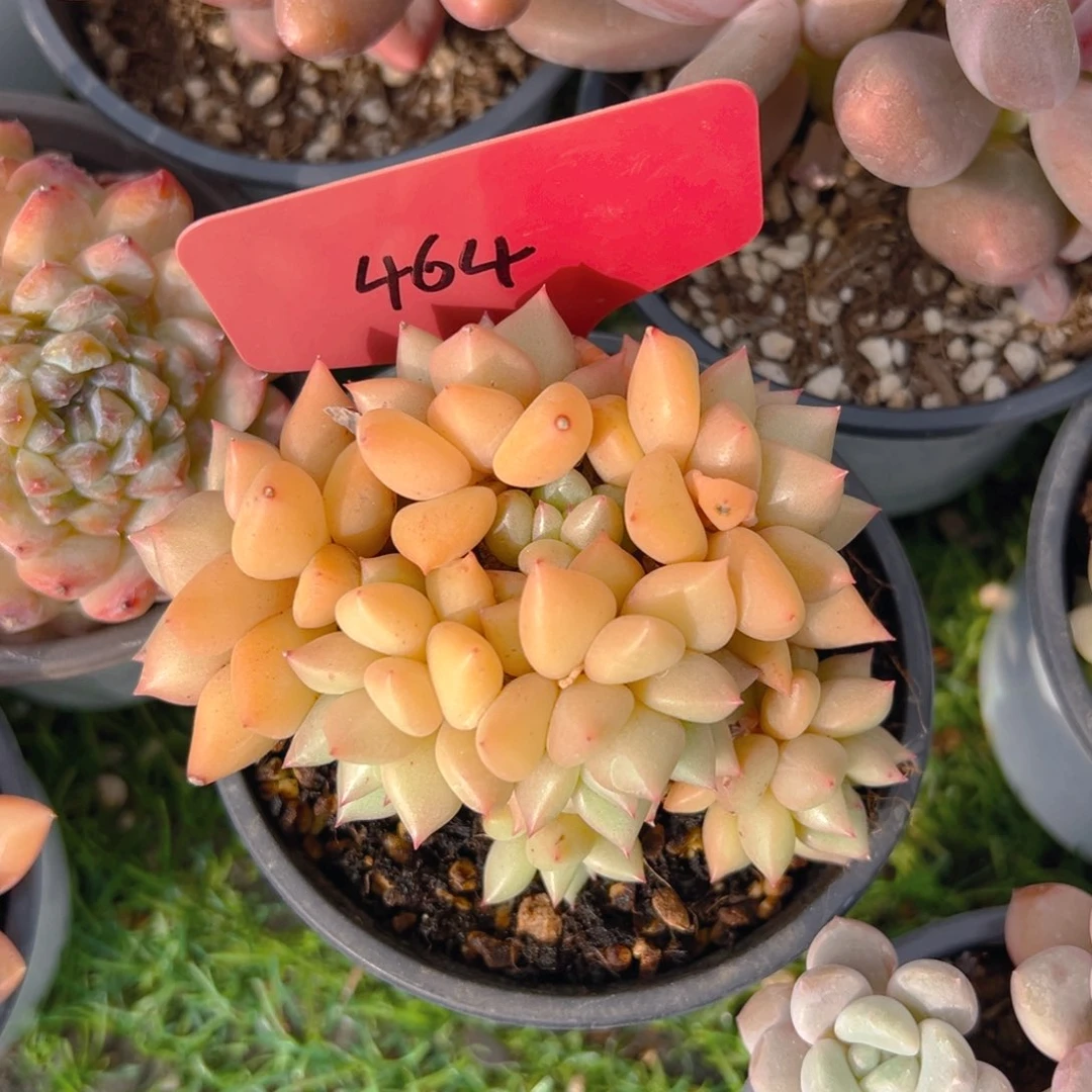 福利来啦打榜啦打榜啦