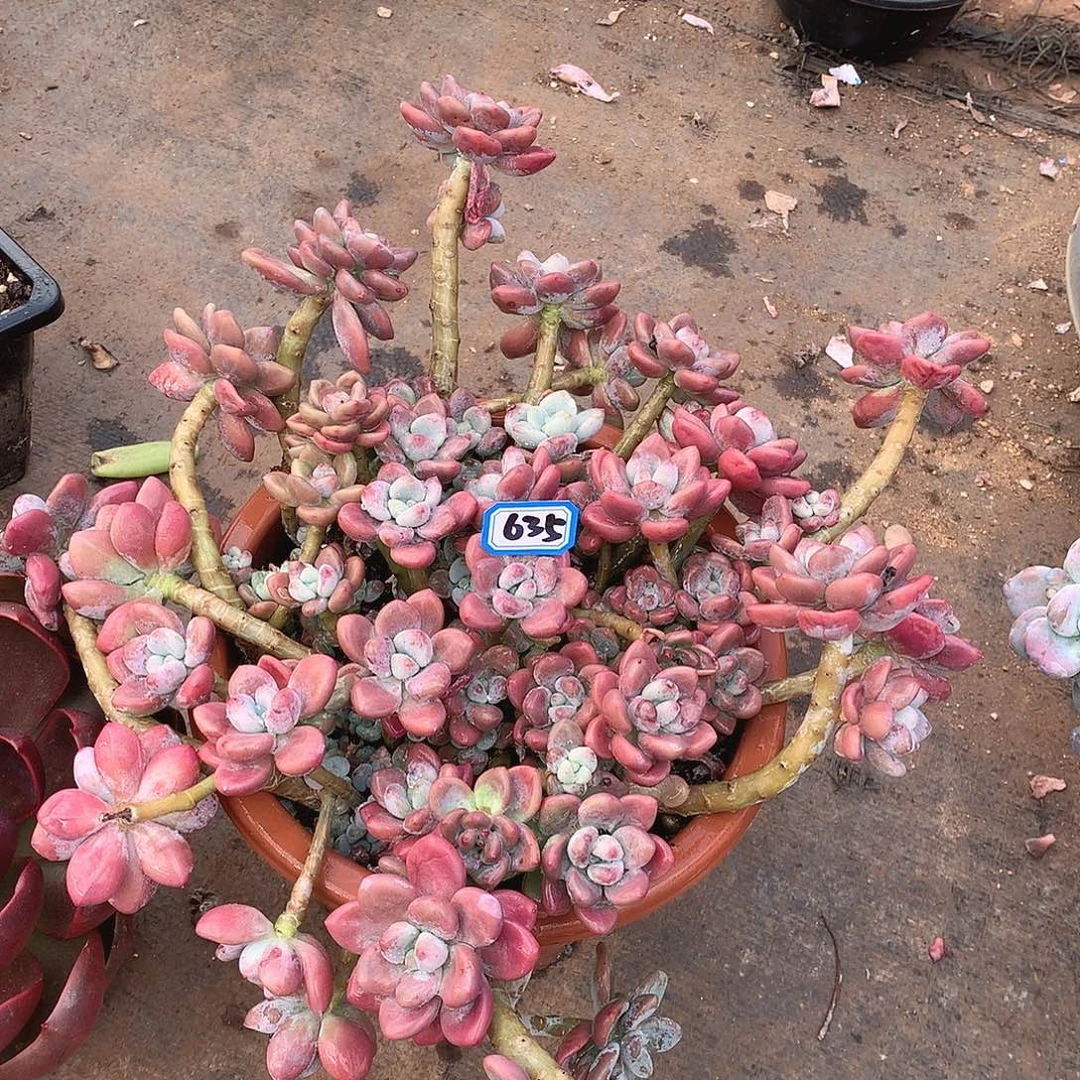 635红洛神一物一拍