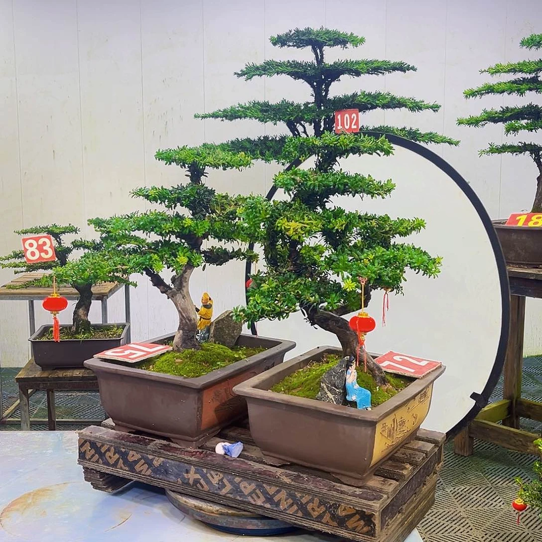 无花朵罗汉松盆景艺术作品