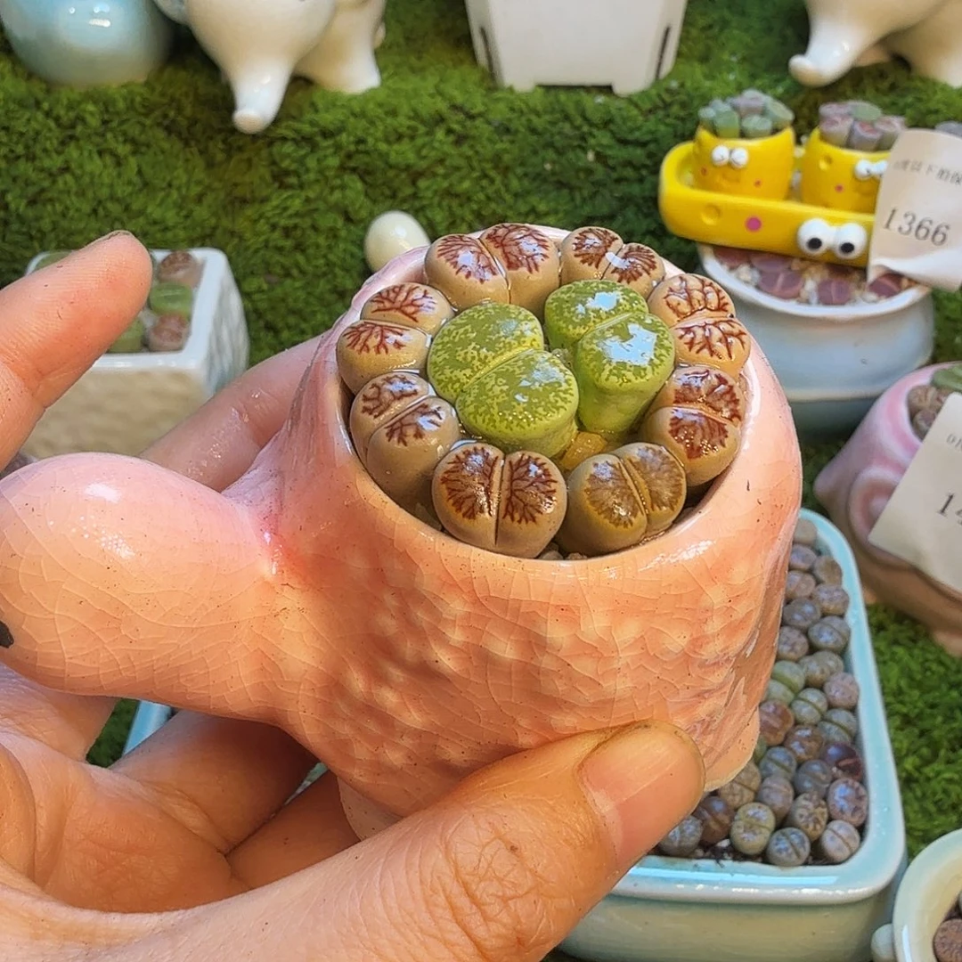 多肉植物福利款1462