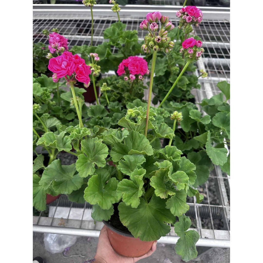 重瓣大花天竺葵盆栽花苗四季开花庭院阳台好养花卉