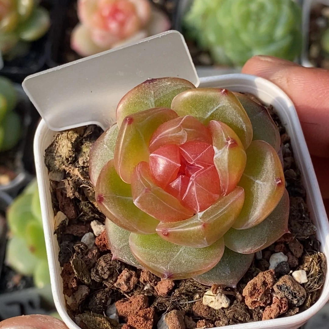 天官赐福百无禁忌