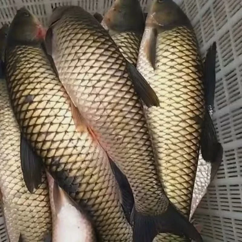 万载本地食草草鱼（4斤左右）