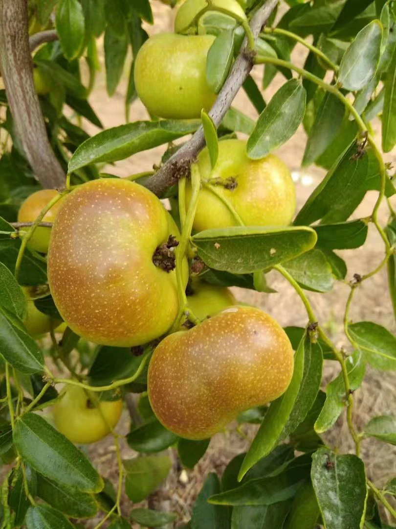 龙蟠冬枣接穗两个装