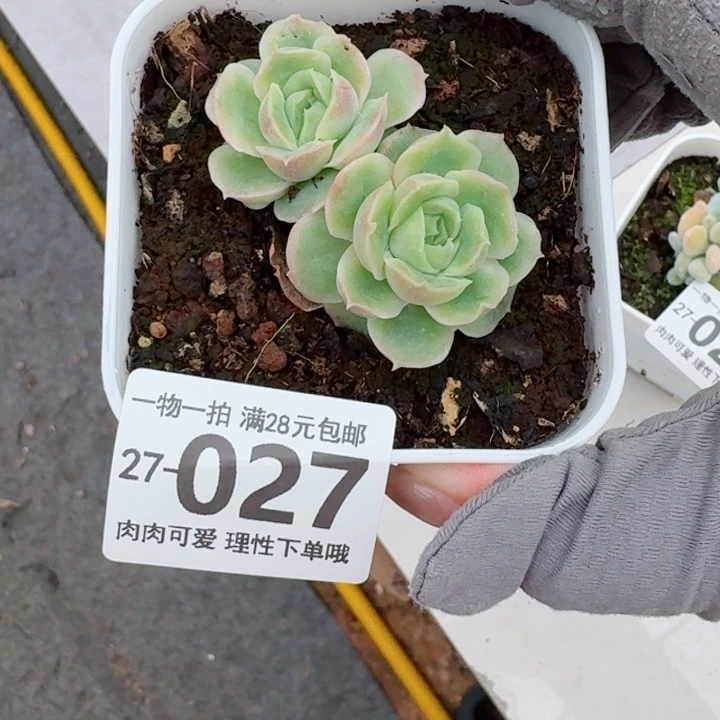 水晶虾饺无盆土无盆土发货