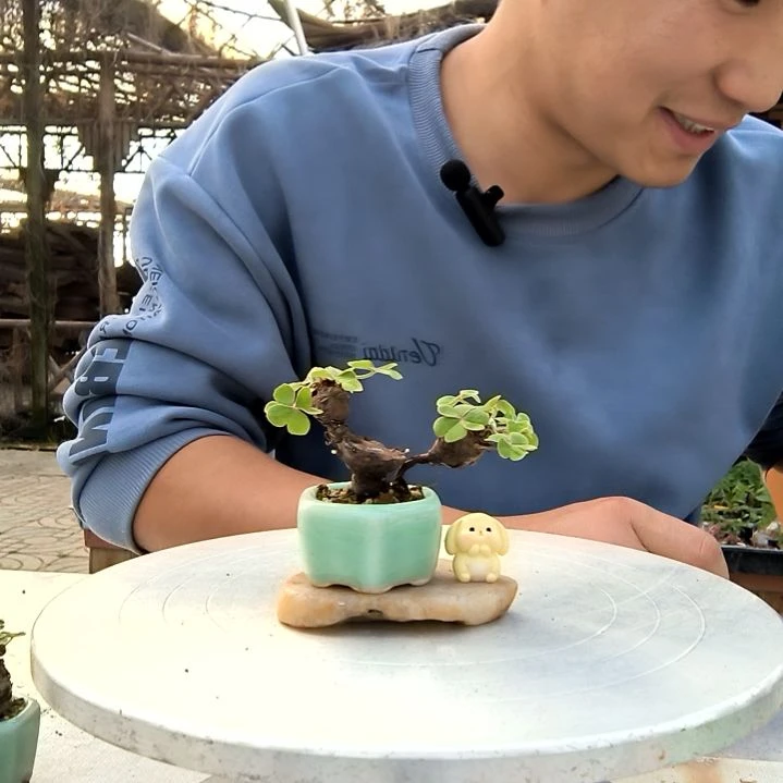 0*小盆景小植物一物一拍79