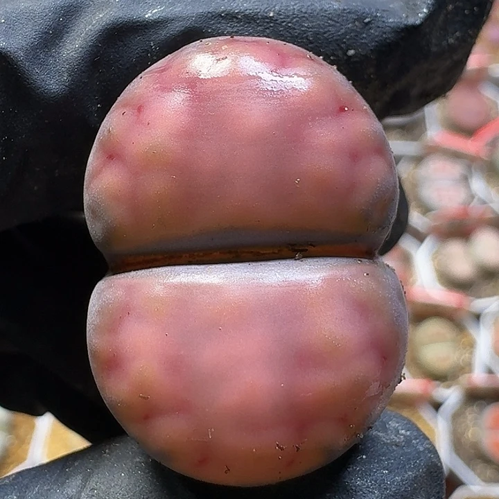 生石花111111。 160