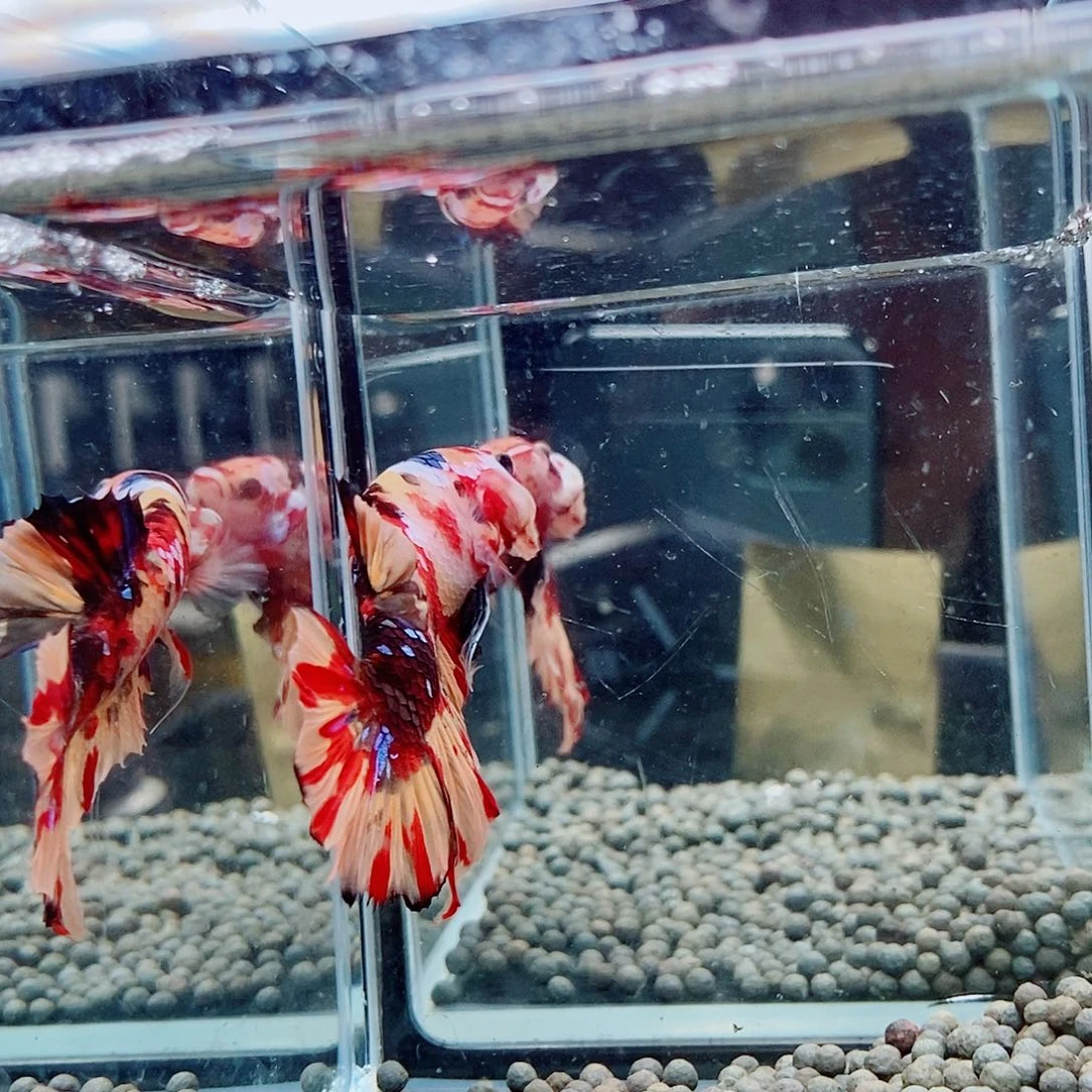 一***运海水黑252号巨斗将军