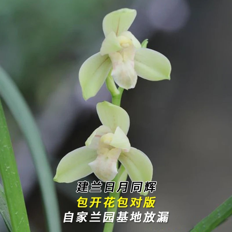 建兰名品【日月同辉】终身包对版 假一赔十放心购买 当年开花