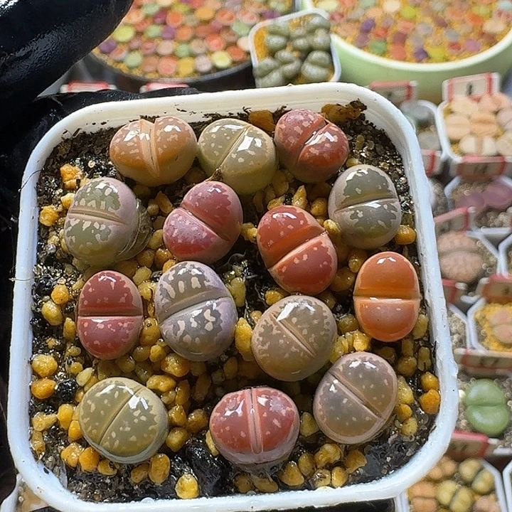 生石花2:。紫折。   57号