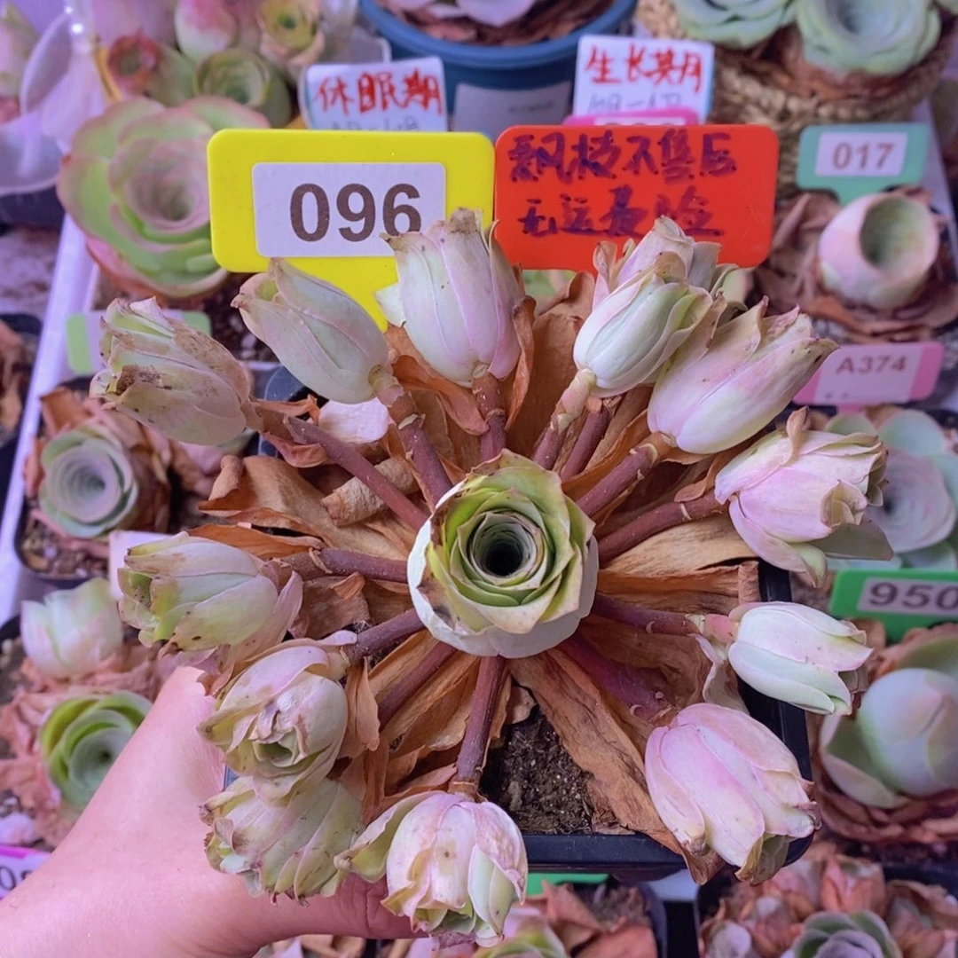 飘枝玫瑰一物一拍096 裸根发