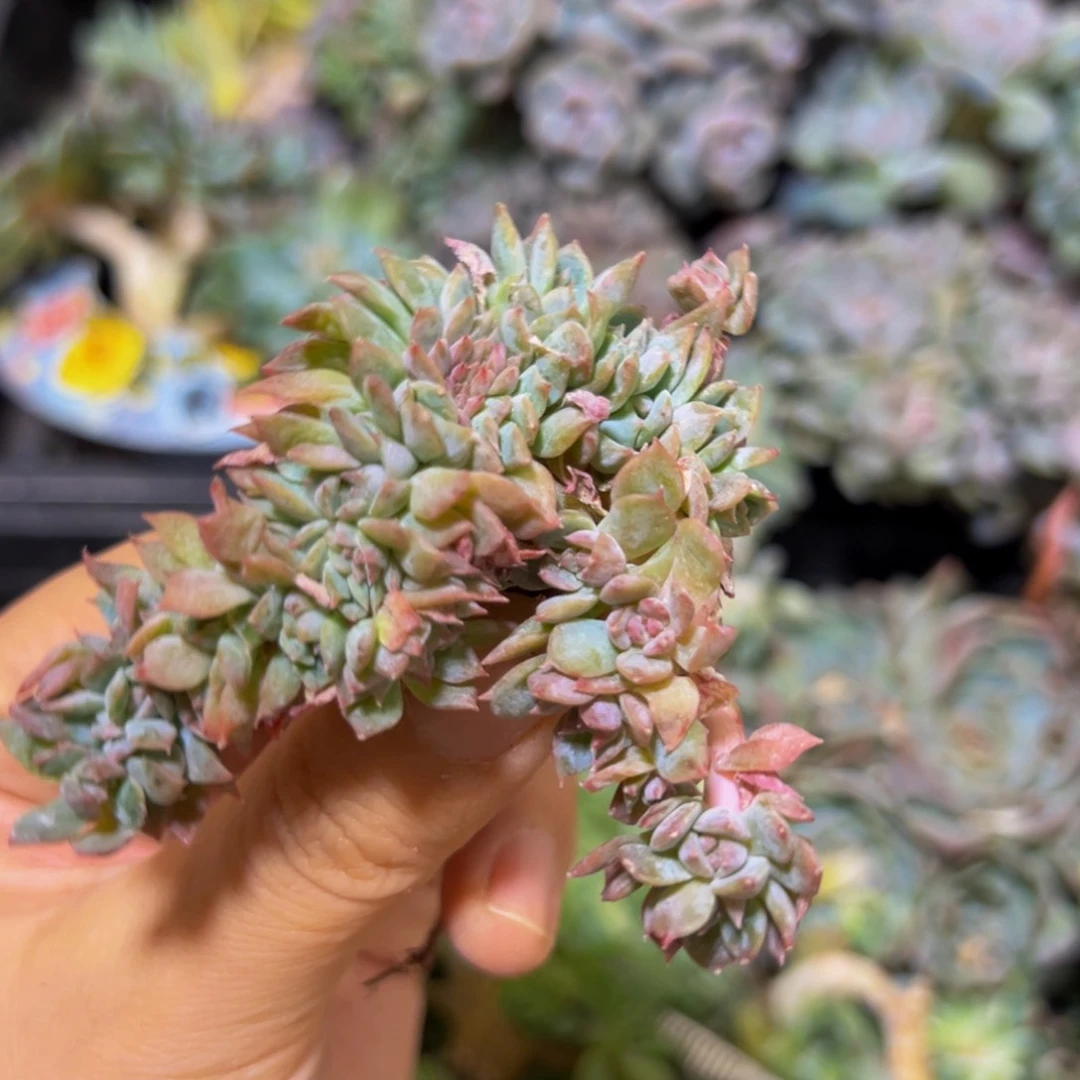 荷花 新年快乐 新年快乐 新年快乐