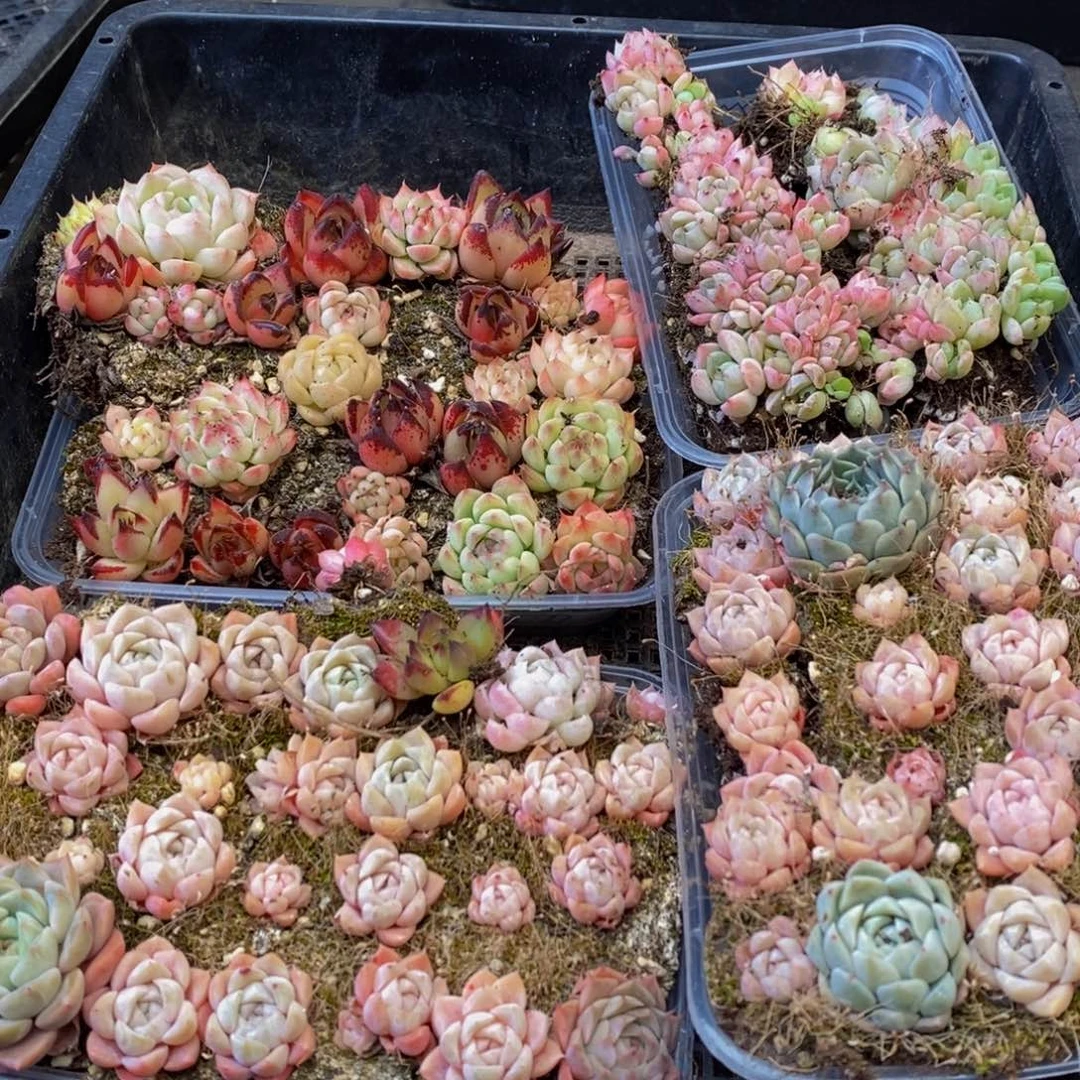 690多肉植物保护研究所所长的时候就