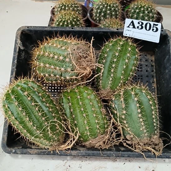 当前无花栽培后可以开花305